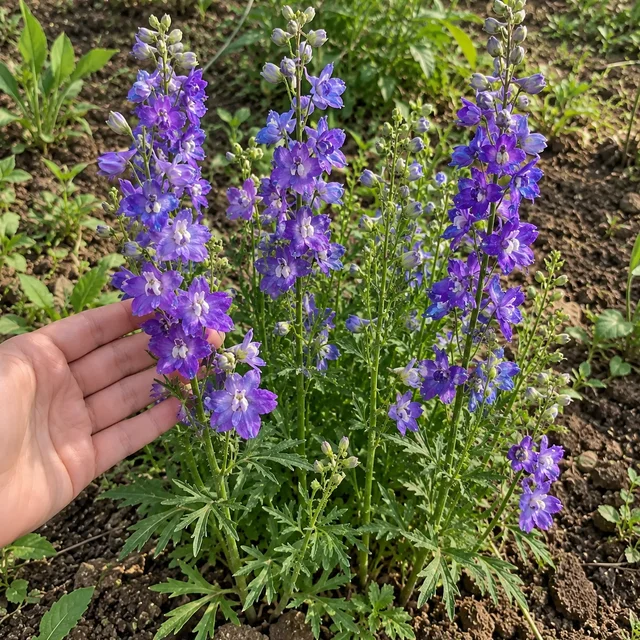 Larkspur Seeds - Larkspur Seeds