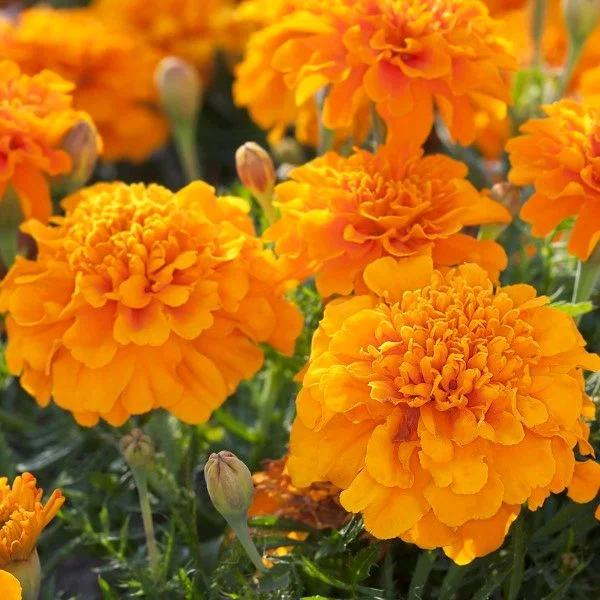 Gendi Seeds - French Marigold Seeds