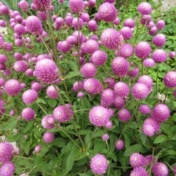 Gomphrena Seeds - Gomphrena Seeds