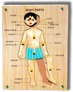 Wooden Human Body Parts Puzzle with Knobs, Learning Game for Kids (1 Pieces) (Multicolor)