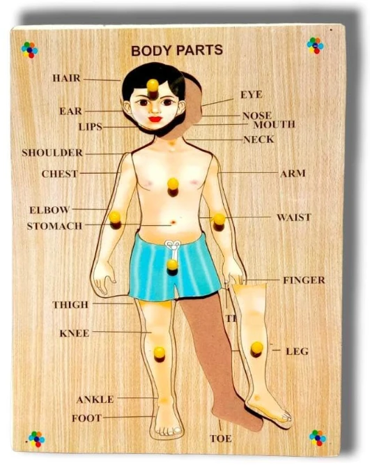 Wooden Human Body Parts Puzzle with Knobs, Learning Game for Kids (1 Pieces) (Multicolor)