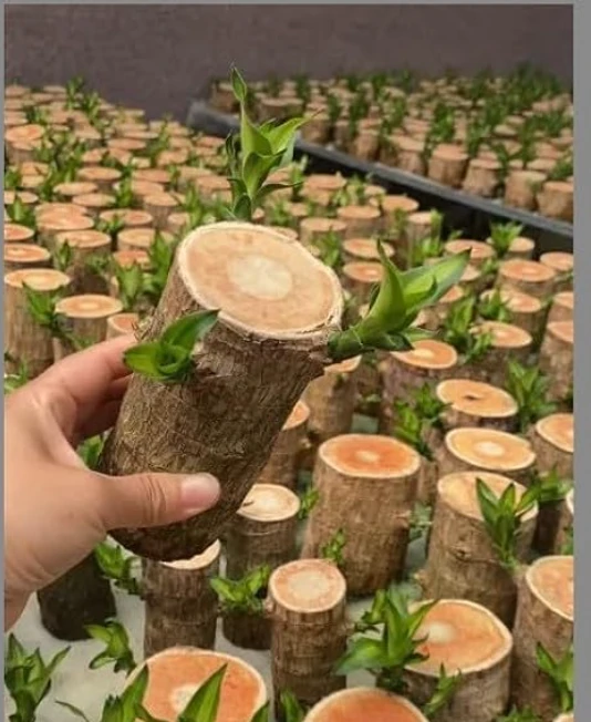 Brazilian Lucky Wood Good Luck Live Plant Lucky Brazil Wood Potted Plant | Healthy Indoor Live Lucky Brazilian Wood Plant for Living Room | Feng Shui Plant | without Pot