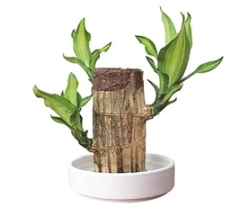 Brazilian Lucky Wood Good Luck Live Plant Lucky Brazil Wood Potted Plant | Healthy Indoor Live Lucky Brazilian Wood Plant for Living Room | Feng Shui Plant | without Pot