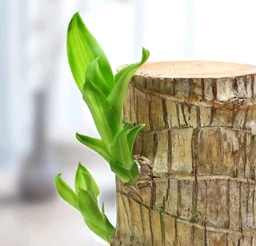 Brazilian Lucky Wood Good Luck Live Plant Lucky Brazil Wood Potted Plant | Healthy Indoor Live Lucky Brazilian Wood Plant for Living Room | Feng Shui Plant | without Pot