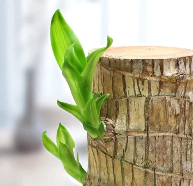 Brazilian Lucky Wood Good Luck Live Plant Lucky Brazil Wood Potted Plant | Healthy Indoor Live Lucky Brazilian Wood Plant for Living Room | Feng Shui Plant | without Pot