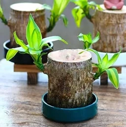 Brazilian Lucky Wood Good Luck Live Plant Lucky Brazil Wood Potted Plant | Healthy Indoor Live Lucky Brazilian Wood Plant for Living Room | Feng Shui Plant | without Pot