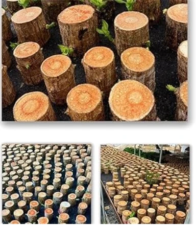 Brazilian Lucky Wood Good Luck Live Plant Lucky Brazil Wood Potted Plant | Healthy Indoor Live Lucky Brazilian Wood Plant for Living Room | Feng Shui Plant | without Pot