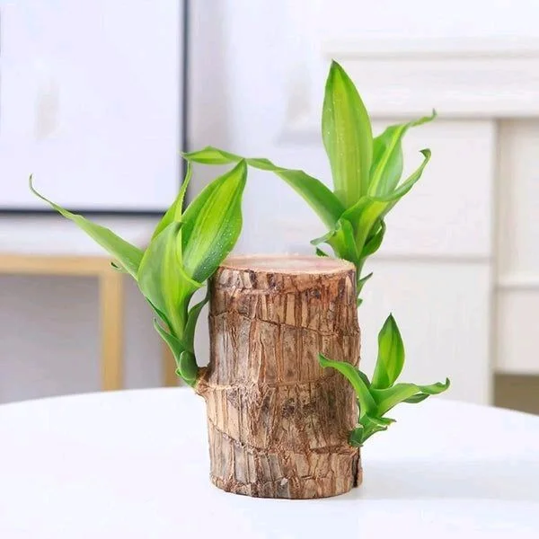 Brazilian Lucky Wood Good Luck Live Plant Lucky Brazil Wood Potted Plant | Healthy Indoor Live Lucky Brazilian Wood Plant for Living Room | Feng Shui Plant | without Pot