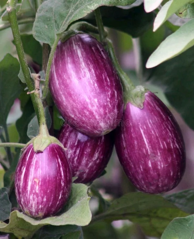 Brinjal 1kg