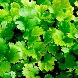 Coriander 100g