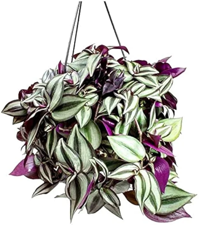 Zebrina Pendula