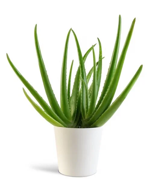 Aloevera
