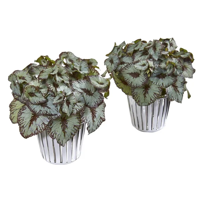 Begonia Plant