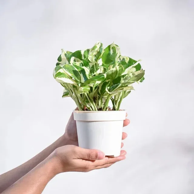 Money Plant 