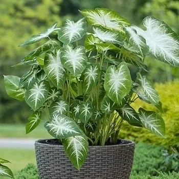 Caladium 