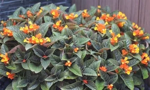Chrysothemis Pulchella/ Sunset Bells 