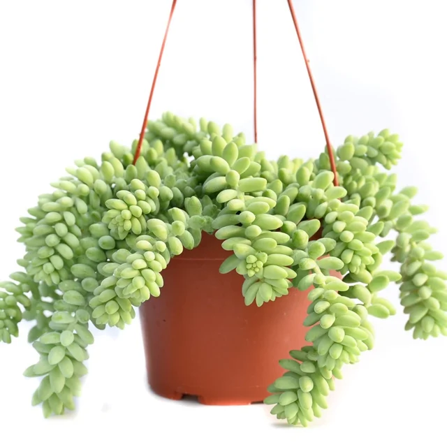 Sedum Morganianum 
