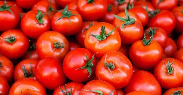 Tomatoes - 2kgs