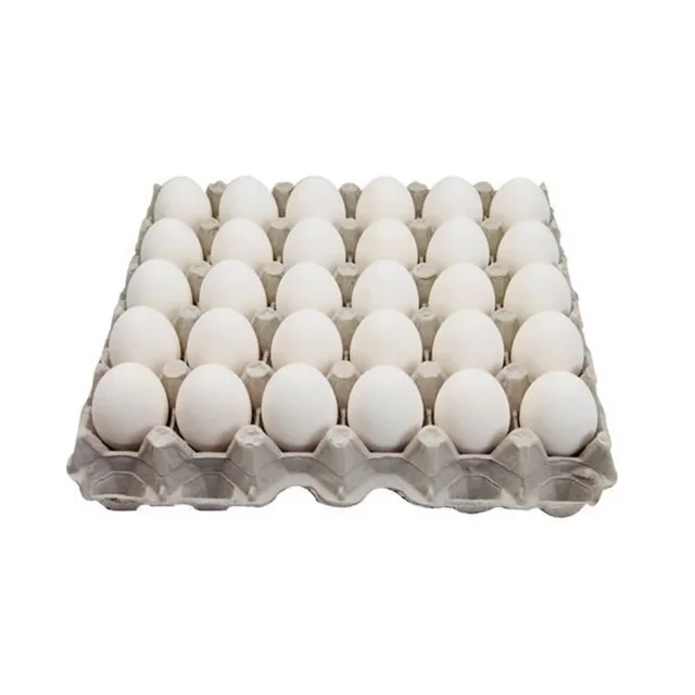 Egg