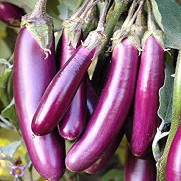 Brinjal - 1kg