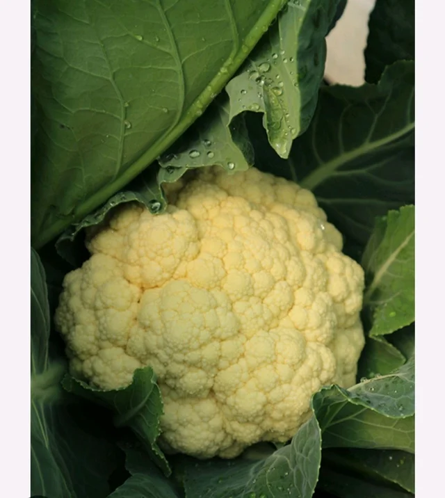 Cauliflower 