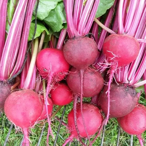 Beet Root 1kg