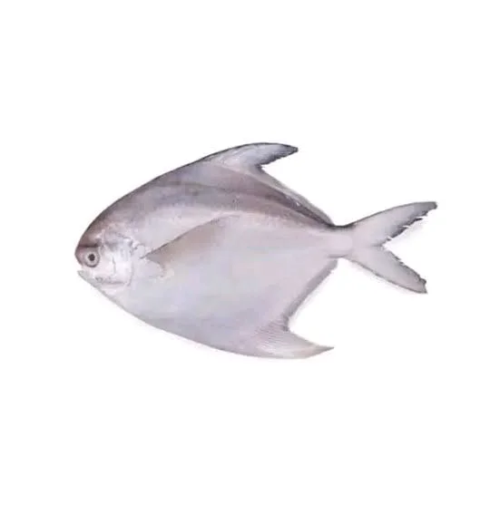 White Pomfret Small(150 gm to 250 gm) - Whole,Cleaned