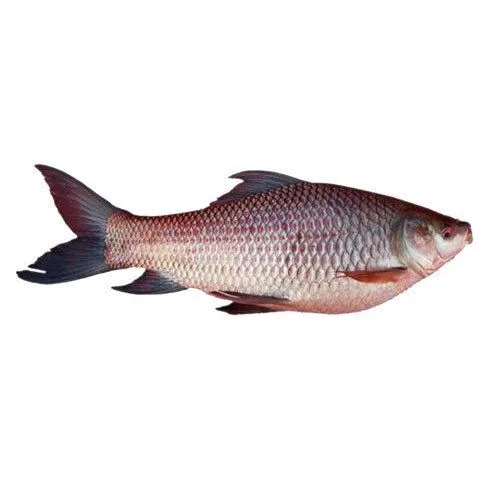 Rohu Small with head(Less than 1kg)