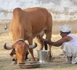 A2 Gir Cow Milk