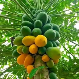 Organic Papaya(Papita)