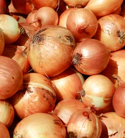 Onion