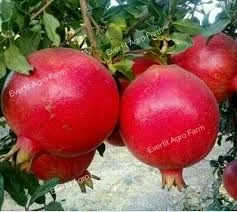 Organic Pomegranate(Anar)