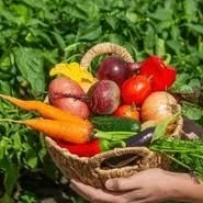 Farm Fresh Organic Vegitables