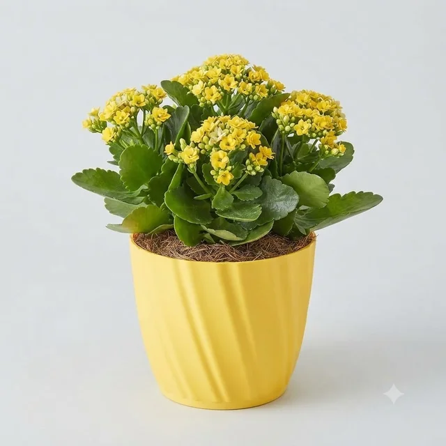 Glory Pots | Swirl Design Pots | 7 Inches | With Tray