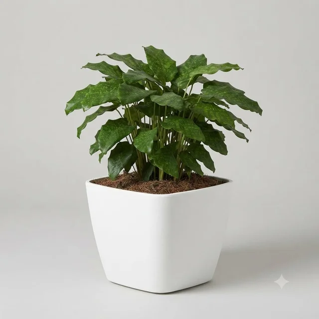 GrowGreen Daisy | Square Premium Plastic Textured Pots - 9 Inches, Marble