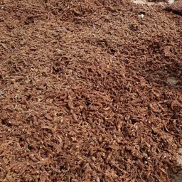 Tamarind Bar (Seedless) / புளி (விதை நீக்கப்பட்டது) 1 Kg - 1kg