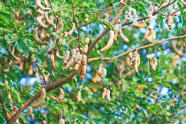 Tamarind Bar (Seedless) / புளி (விதை நீக்கப்பட்டது) 1 Kg - 1kg