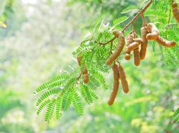 Tamarind Bar (Seedless) / புளி (விதை நீக்கப்பட்டது) 500Gram - 500Gram