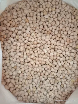 White Channa / வெள்ளை கொண்டைக்கடலை (500 Gram) (Kabuli Chana) - 500Gram