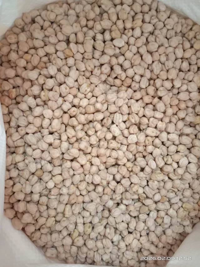 White Channa / வெள்ளை கொண்டைக்கடலை (500 Gram) (Kabuli Chana) - 500Gram