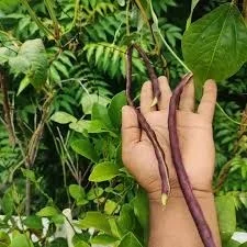 Red Karamani (Cowpea) / சிவப்பு காராமணி (500 Gram) - 500Gram