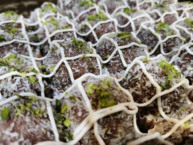 Chocolate Laddu - 1Kg