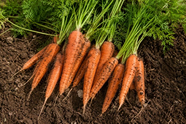 Organic Carrot - 1.kg