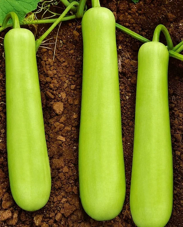 Organic Bottle Gourd - 1kg