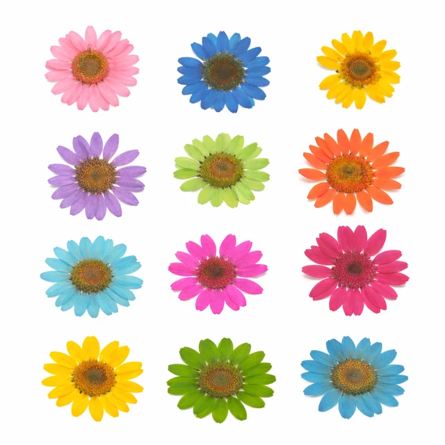 Daisy Pressed Flowers