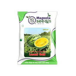 Lucent Gold Hybrid Watermelon** – हरा धारीदार, ओवल-राउंड आकार वाला पीले गूदे वाला हाई यील्ड वैरायटी तर्बूज