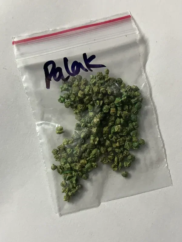 Palak / Spinach Seeds / పాలకూర