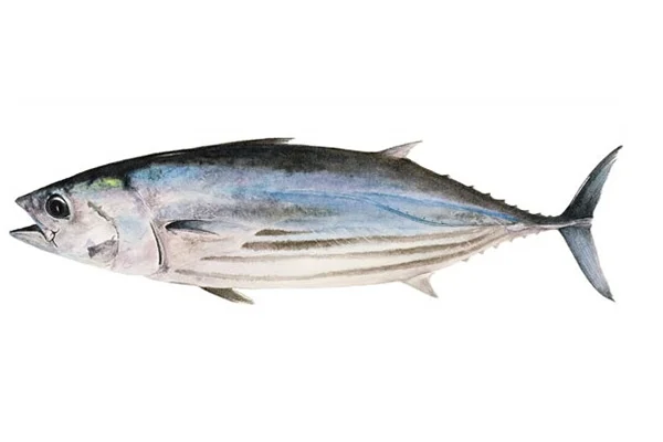 Tuna - medium