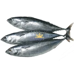 Tuna - medium