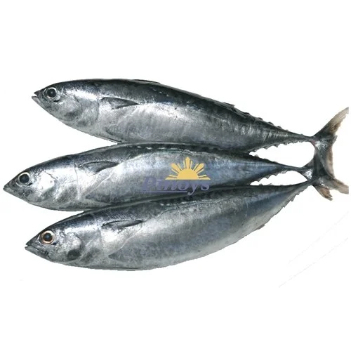 Tuna - medium